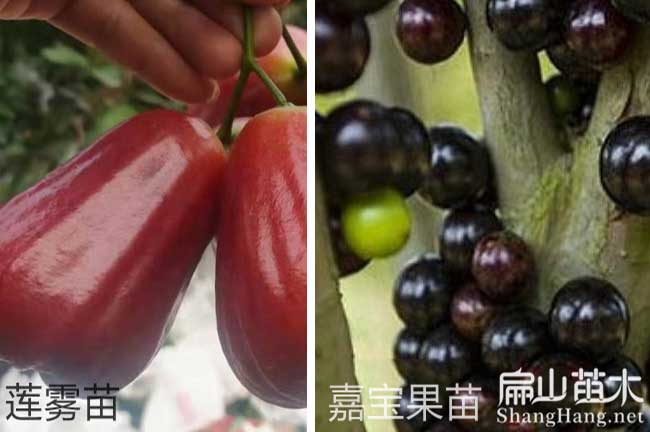 廣西蓮霧苗栽培（péi）