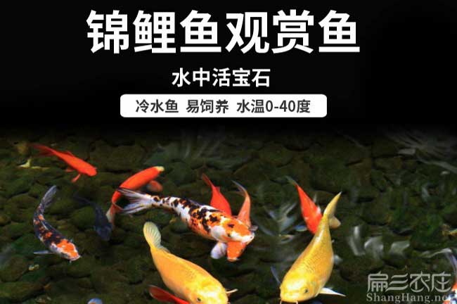 福（fú）建觀賞（shǎng）魚養殖