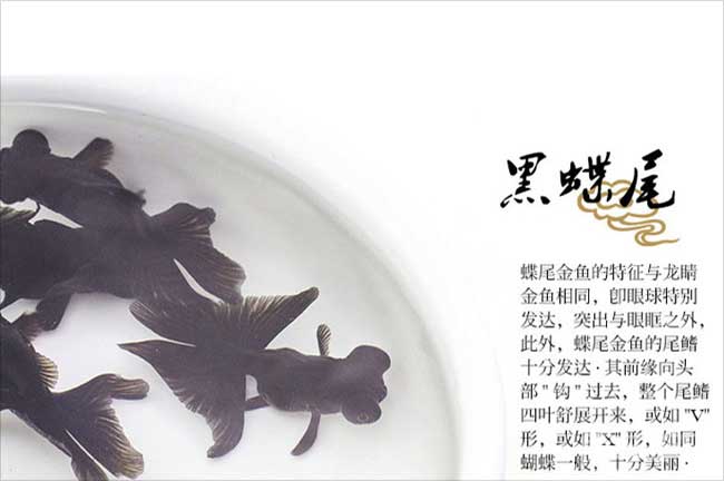 泉州觀賞（shǎng）魚（yú）養殖