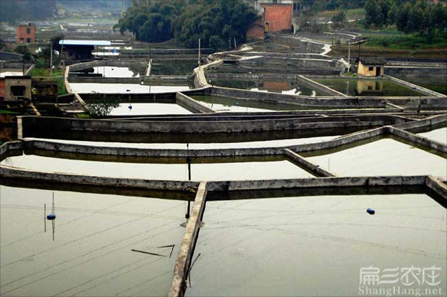 廈門鰱魚養殖基地