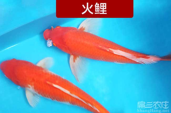 漳州觀賞魚養殖