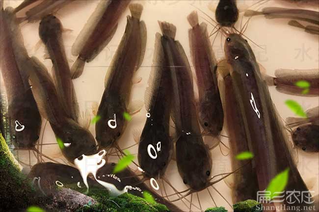 莆（pú）田黑（hēi）魚苗