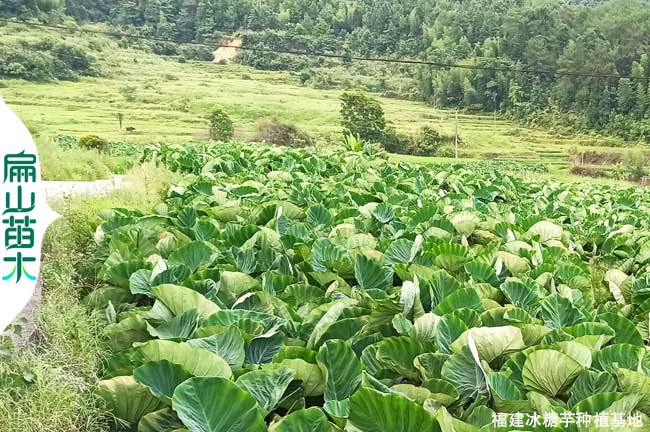 龍岩芋頭種植基地（dì）