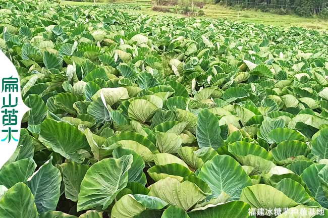 上杭芋頭種植基（jī）地