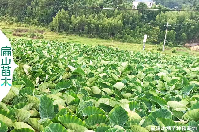 龍岩小香芋種植（zhí）基地