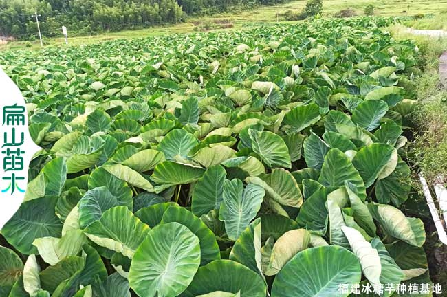 龍岩檳榔芋種植