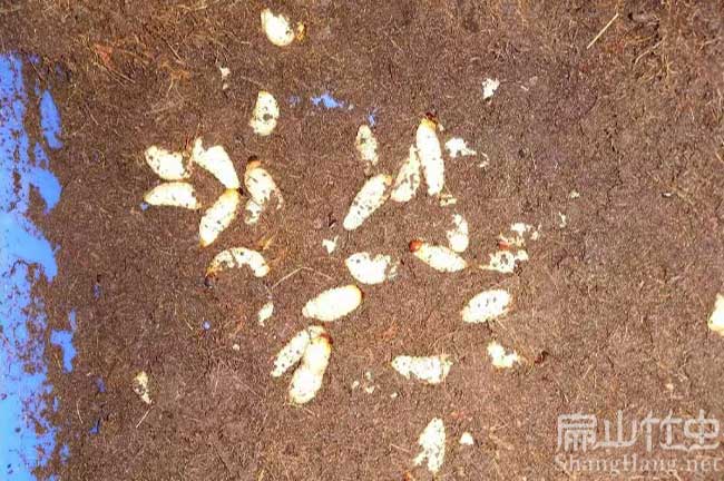 江西竹蟲種苗批發 江西竹蟲種(zhǒng)苗批發