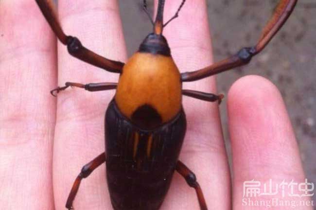 湖(hú)南竹(zhú)蟲種苗批發 湖南竹蟲種苗批發