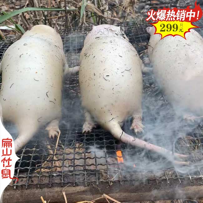 福建竹鼠批發