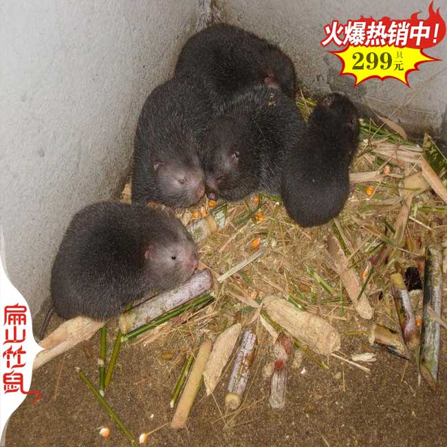 清遠竹鼠養殖場所