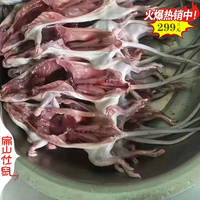 寧德竹鼠（shǔ）養殖