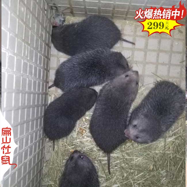 中國竹鼠養殖網