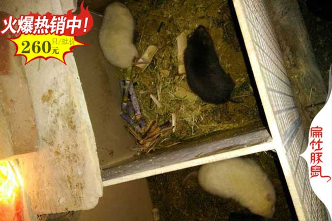 開平竹（zhú）鼠大型養殖場 種苗價格489元/對 開平竹鼠養殖基地