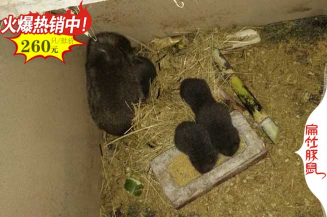 河南竹鼠养殖