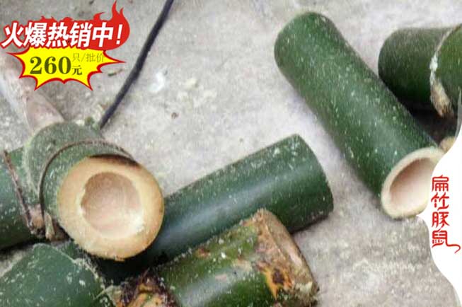 廣（guǎng）西竹鼠食物