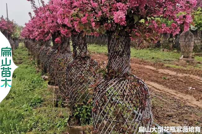 貴州海堂花紫薇