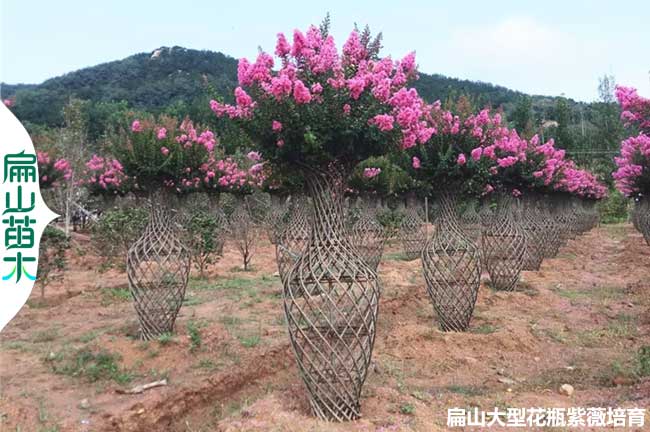 四川大紅紫薇花瓶批發