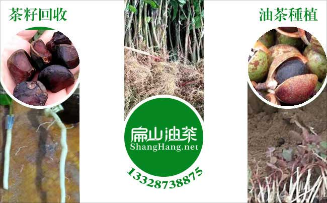 廣西茶籽樹（shù）種植