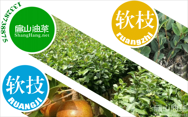 廣西茶油（yóu）批發