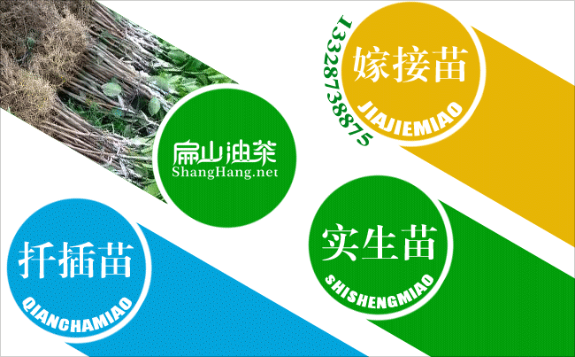 2024韶（sháo）關（guān）油茶（chá）苗批發 yc韶關油茶（chá）基地 jd韶關油茶種植苗圃-扁山油茶