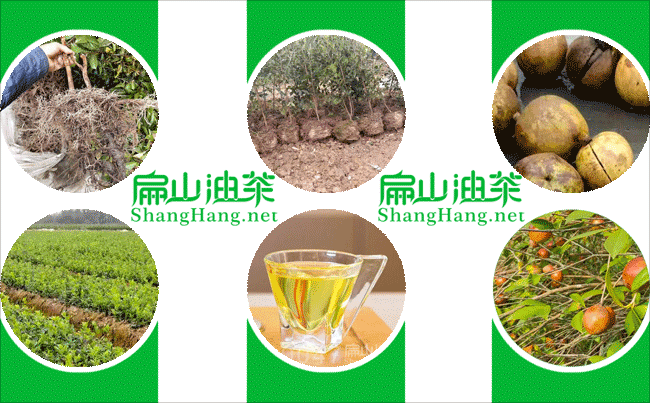 江西油（yóu）茶種植