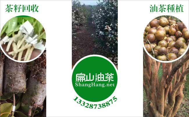 油茶種植肥料