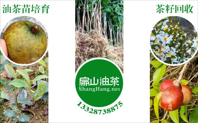 贛州油茶苗批（pī）發