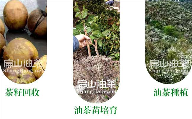 容縣油茶（chá）之鄉