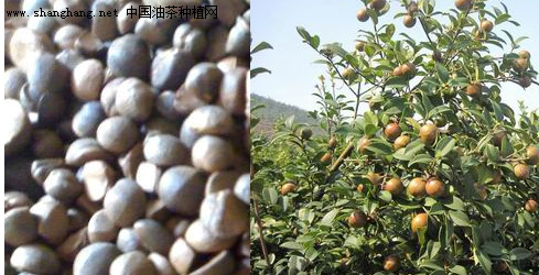 福州油茶種植基地規劃