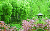 龍岩上（shàng）杭扁山貴妃雞養殖場-竹林美景