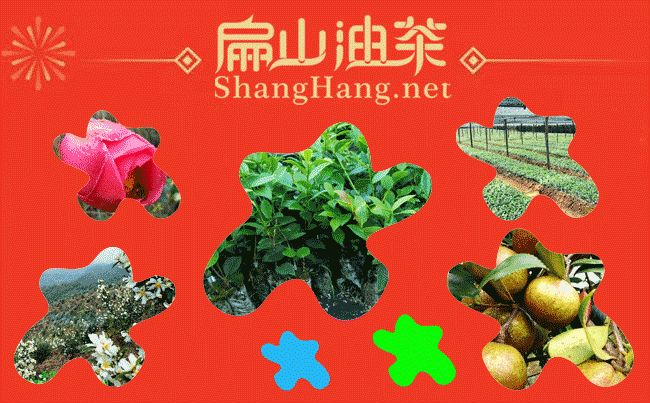 廣（guǎng）西大紅花（huā）油茶種植