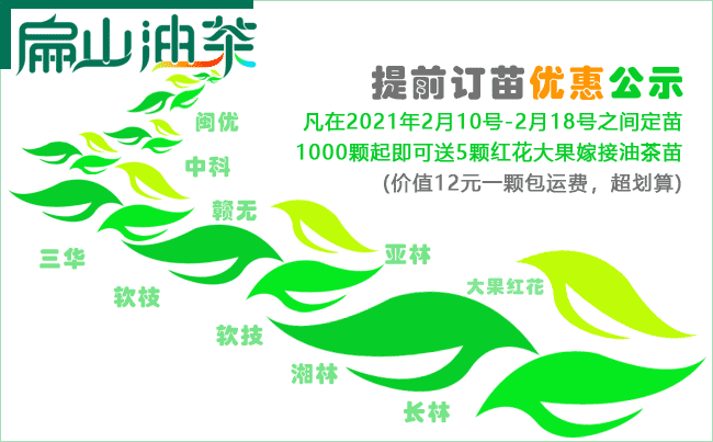 中國大果油茶種植