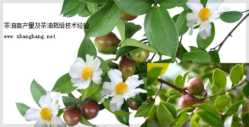 三明油茶種植基地規劃