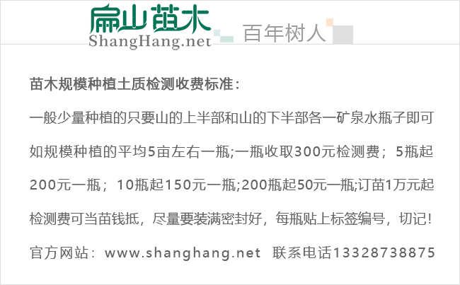 邵陽紅花（huā）大果油（yóu）茶苗種植（zhí）-邵陽紅花大果油茶苗批發杯苗-扁山油茶