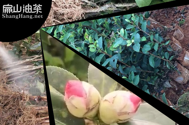 廣西紅花（huā）油（yóu）茶苗